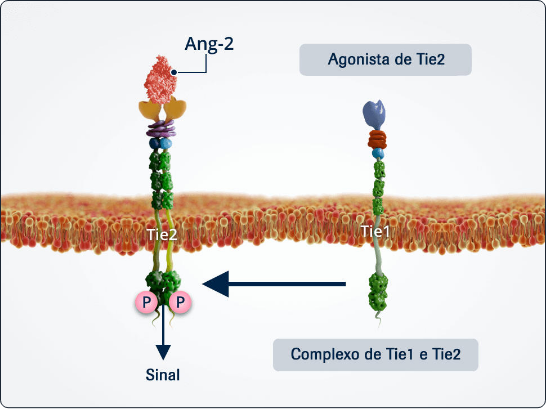 Ausência de VE-PTP (Ang-2 atua como agonista de Tie2)