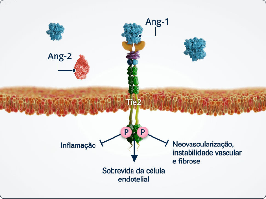 >Extravasamento vascular e neovascularização