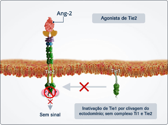 Presença de VE-PTP (Ang-2 atua como antagonista de Tie2)